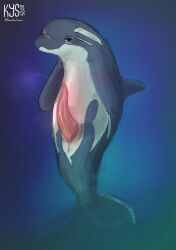 absurd_res animal_genitalia animal_penis anus belly_blush blush bodily_fluids body_blush cetacean cetacean_genitalia cetacean_penis clothing dolphin feral genital_fluids genitals hi_res knowyoursources male mammal marine oceanic_dolphin orca penis precum precum_through_clothing precum_through_underwear presenting presenting_penis solo tapering_penis toothed_whale underwater underwear water wet wet_clothing