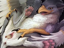 4:3 anus avian beak brown_hair claws clitoris digital_media_(artwork) duo feathered_wings feathers female female_focus feral grey_feathers gryphon hair hi_res human lying male mammal nude on_back open_mouth orange_eyes pawpads paws penetration pussy size_difference solo_focus sprout story_at_source straight talons tongue unbirthing vaginal_penetration vore white_feathers wings