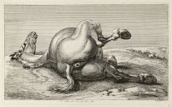absurd_res ancient_art anus blank_stare butt corpse death equid equine equine_anus feral hi_res hooves horse jan_van_huchtenburg lying male mammal muscular muscular_feral nude on_side outside plant rear_view solo spread_legs spreading tail