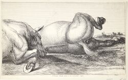 absurd_res anus corpse death duo equid equine equine_anus feral fur head_on_ground hi_res horse horseshoe jan_van_huchtenburg lying male mammal on_front on_ground on_side outside plant puffy_anus spread_legs spreading tail