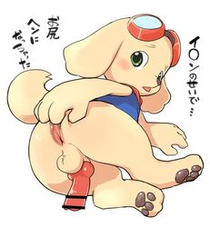 2017 animal_genitalia animal_penis balls blush canine canine canine_penis erection eyewear goggles green_eyes knot looking_at_viewer male mammal manmosu_marimo penis presenting simple_background tagme tetsunoshin toy_poodle white_background