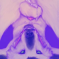 2016 animal_genitalia animal_penis anthro balls bondage bound canine cum cum_on_balls fur gag green_eyes looking_at_viewer male mammal misterkittens open_mouth_gag penis ring_gag upside-down white_fur wolf