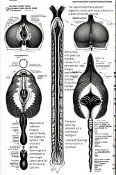 ai_failure ai_generated all_the_way_through anus ass_focus cross_section diagram digestion horror medical molded reanimated vagina