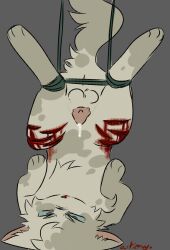 anus artienvy balls blood blue_eyes bodily_fluids bound cum cum_drip domestic_cat dripping facial_tuft felid feline felis feral fluffy fluffy_balls fluffy_tail fur genital_fluids genitals glaring gore gore_focus grey_body grey_fur hanging_by_feet head_tuft hi_res legs_tied male mammal nosebleed patch_(marking) penile_spines penis pink_penis skystar_(warriors) small_penis solo tail tuft warriors_(book_series) white_body white_fur wounded