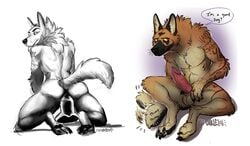 2016 anal anal_sex animal_genitalia animal_penis ass balls canine canine_penis digital_media_(artwork) dildo german_shepherd greyscale humanoid_penis hybrid_penis itch_(character) kneeling looking_back male male_only mammal monochrome muscular penetration penis sayuncle scarification sex_toy simple_background sitting tailwag