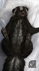 anthro anus ass bed breasts claws clitoris cosmiclife female feral flat_chested hi_res hindpaw lying mammal on_back paws pillow pinup plant pose presenting presenting_pussy pussy semi-anthro skunk solo spread_legs spreading teeth whiskers