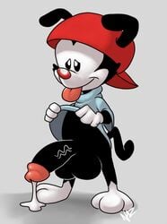 animaniacs anthro balls big_balls big_penis black_fur bottomless clothed clothing clothing_lift cum fur gloves hat humanoid_penis male male_only mammal milkybears penis shirt shirt_lift simple_background smile solo tongue tongue_out wakko_warner warner_brothers