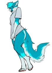 animal_genitalia anthro balls barely_visible_genitalia barely_visible_sheath bedroom_eyes blue_body blue_fur blush bodily_fluids canid canine canis clothing clothing_pull embarrassed femboy flustered freakdan1el fully_sheathed fur genitals hi_res lidded_eyes looking_at_viewer male male_anthro mammal narrowed_eyes seductive sheath shirt shirt_pull shy simple_background solo standing sweat sweatdrop topwear topwear_pull white_background wolf