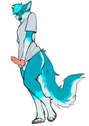 animal_genitalia animal_penis anthro balls bedroom_eyes blue_body blue_fur blush bodily_fluids canid canine canine_genitalia canine_penis canis clothing clothing_pull embarrassed erection femboy flustered freakdan1el fur genitals hi_res knot knotted_penis lidded_eyes looking_at_viewer male male_anthro mammal narrowed_eyes penis seductive sheath shirt shirt_pull shy simple_background solo standing sweat sweatdrop topwear topwear_pull white_background wolf