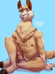 1boy alpaca anthro areola artist_logo artist_name balls bedroom_eyes big_balls biped blue_background camelid erection fingers front_view fur genitals glans hi_res hooves humanoid_genitalia humanoid_hands humanoid_penis logo looking_at_viewer male mammal markings narrowed_eyes neck_tuft nipples nude_anthro nude_male open_mouth penis pubes seductive senor_nutria shaded shadow simple_background sitting solo spots spotted_markings tail tan_body tan_fur text tuft yellow_eyes