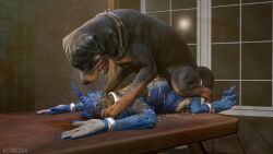 2025 3d_(artwork) absurd_res anthro black_body black_fur blender_(artwork) bloated blue_body blue_horn blue_nails blue_scales bodily_fluids bound brown_body brown_fur canid canine canis collar colored_nails cuff_(restraint) cum cum_drip cum_on_belly cum_on_body cum_on_face curled_tail digital_media_(artwork) domestic_dog dripping drooling duo ear_piercing feces_on_skin female feral floppy_ears fur furniture genital_fluids hi_res horn kenresek kobold male male/female mammal mastiff metal_cuffs molosser nails neck_cuff open_mouth paw_on_mouth piercing pinned restraints rottweiler saliva saliva_on_face scales scalie table tail tile tile_wall tongue wall_(structure) white_body white_scales window wood wood_furniture wood_table yellow_eyes