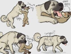 anthro anthro_prey blush bodily_fluids breath canid canine canis coyote domestic_dog drooling duo excessive_saliva face_lick feral feral_pred hands_in_mouth head_first hgythshs hi_res kangal larger_feral licking livestock_guardian_dog male mammal mawplay molosser mountain_dog mouth_play panting panting_in_face pastoral_dog rumbling_stomach saliva saliva_string size_difference stomach_bulge swallowing tongue vore willing_prey