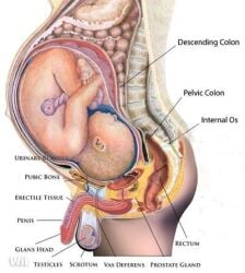 1futa futanari pregnant source_request x-ray