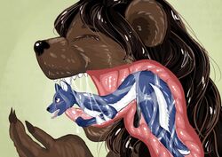 amber_eyes bear black_nose blue_fur brown_fur canine claws eating erection felicer female female_pred fur male male_prey mammal oral_vore penis saliva soft_vore swallowing teeth vore wolf ych