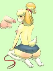 animal_crossing anthro blush bottomwear breasts brown_eyes canid canine canis clothed clothing collar disembodied_penis domestic_dog duo female female_anthro fur genitals glistening glistening_genitalia hair hi_res human humanoid_genitalia humanoid_penis isabelle_(animal_crossing) knee_highs kneeling leash legwear looking_at_viewer male male/female mammal miniskirt nintendo no_underwear open_mouth paws penis simple_background skirt submissive submissive_anthro submissive_female tail tan_body tan_fur tied_hair velvet_glyph vulva yellow_body yellow_fur