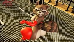 2024 annoyed anthro armwear ass big_butt blender_(artwork) clothing digital_media_(artwork) domizoni elbow_gloves gloves guardians_of_the_galaxy gym handwear hi_res legwear looking_at_viewer male mammal marvel pecs procyonid raccoon rocket_raccoon solo squatting_position tail thigh_highs weights