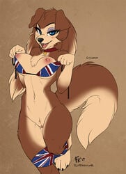 2017 anthro areola bikini black_nose blue_eyes breasts brown_background canid canine canis clitoris clothing collar colleen collie erect_nipples female female_focus female_only fluff-kevlar fur furry furry_only hi_res looking_at_viewer mammal nipples panties panties_down paws pussy road_rovers rough_collie solo solo_female solo_focus swimsuit tail underwear undressing union_jack union_jack_bikini