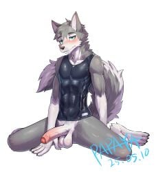 2025 anthro balls black_clothing black_topwear blue_eyes blush bottomless canid canine canis cheek_tuft clothed clothing dated domestic_dog erection facial_tuft foreskin front_view fur genitals grey_body grey_fur grey_tail hi_res humanoid_genitalia humanoid_penis husky looking_at_viewer male mammal mouth_closed neck_tuft papayafurry penis pink_penis signature simple_background solo tail topwear tuft vein veiny_penis white_background white_body white_fur white_penis white_tail
