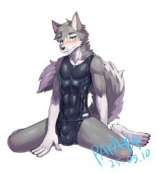 2025 anthro balls_outline black_clothing black_topwear blue_eyes blush bulge canid canine canis cheek_tuft clothed clothing dated detailed_bulge domestic_dog facial_tuft front_view fur genital_outline grey_body grey_fur grey_tail hi_res husky looking_at_viewer male male_only mammal mouth_closed neck_tuft papayafurry penis_outline signature simple_background solo tail topwear tuft white_background white_body white_fur white_tail
