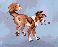 absurd_res anatomically_correct anatomically_correct_genitalia anatomically_correct_vulva animal_genitalia animal_vulva anus ass australian_shepherd bodily_fluids canid canine canine_genitalia canine_vulva canis domestic_dog female feral fur genitals heart_symbol herding_dog hi_res jumping looking_at_viewer looking_back mammal multicolored_body multicolored_fur pastoral_dog pawpads paws presenting presenting_anus presenting_hindquarters presenting_vulva queenkoko saliva saliva_string seductive sheepdog solo tongue tongue_out vulva
