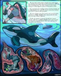 2026 ambiguous_gender anatomy anthro anthro_prey aquatic artist_name blood boat bodily_fluids bottomwear cetacean clothed clothing colby_(colbycat) colbycat death digestion digital_drawing_(artwork) digital_media_(artwork) dolphin domestic_cat duo english_description english_text fatal_vore felid feline felis feral feral_pred fully_inside fully_submerged gore hi_res internal male male_anthro male_death mammal oceanic_dolphin oral_vore orca organs pawpads sequence shorts soft_vore stomach tail text toothed_whale topless topless_anthro topless_male underwater vehicle vore water watercraft