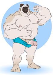 anthro belly big_belly bulge canine clothed clothing humanoid_penis kazushi male male_only mammal musclegut muscular muscular_male pecs penis pubes pug smile solo standing topless