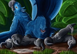 2018 2_toes after_sex animal_genitalia ass ass_up avian barefoot beak big_feet bird blu_(rio) blue_feathers blue_macaw brown_eyes claws cloaca cloaca_juice cum cum_on_beak cum_on_feet cum_string detailed_background exposed feathered_wings feathers feral fol foot_fetish foot_focus footjob grass hi_res hindpaw horizontal_cloaca lying macaw male male_only nude parrot paws presenting presenting_cloaca raised_tail rio_(series) sex smile solo toe_claws toes wings