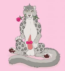 2018 balls bow brown_nose cute digi_(character) digitoxici feline flower fur grey_fur grey_hair hair holidays leopard male male_only mammal penis pink_background plant rose seductive simple_background sitting smile snow_leopard valentine's_day yellow_eyes