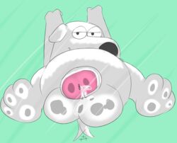 2016 balls brian_griffin canine family_guy grandschemetheme male male_only mammal penis solo