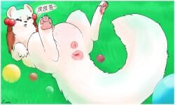 5:3 animal_genitalia anus blush chinese_text claws dialogue ear_accessory fabulous_beasts female fenz_(studio) feral fur gem genitals grass grass_field herpestid hi_res jewelry konen long_tail looking_at_another lying lying_on_ground mammal mongoose mustelid mustelid_pussy mythological_creature mythology nipples offscreen_character on_back on_ground open_mouth pawpads plant presenting presenting_anus presenting_vulva signature solo speech_bubble spread_legs spreading tail text tubaoshu_(fabulous_beasts) vulva white_body white_fur