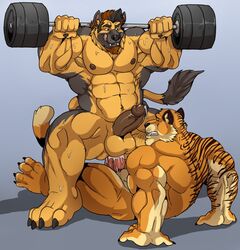 anal anal_sex anthro arody balls beefy brain-sickness canine daddy duo erection exercise feline humanoid_penis hung_bottom male male_only mammal muscular muscular_male nude penetration penis precum sex sweat tiger weightlifting workout yaoi