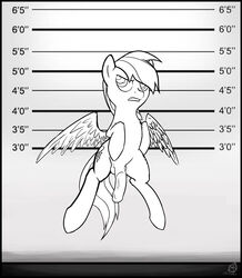 2013 angry animal_genitalia animal_penis balls black_and_white chart cutie_mark equine equine_penis feathered_wings feathers feral flying friendship_is_magic hair half-erect height_chart hi_res horsecock male mammal monochrome my_little_pony pegasus penis pentabins rainbow_dash_(mlp) rule_63 solo wings