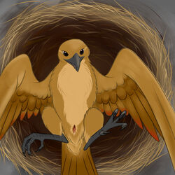 2018 animal_genitalia avian beak bird claws cloaca digital_media_(artwork) feathers female feral looking_at_viewer scratch_gryph_(artist) simple_background solo wings