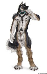 2020 4_toes 5_fingers absurd_res animal_genitalia animal_penis anthro balls big_balls biped black_body black_fur black_nipples black_nose blue_eyes brown_body brown_fur canid canine canine_genitalia canine_penis canis claws collar collar_only detached_sheath digitigrade domestic_dog ear_piercing feet finger_claws fingers fluffy fluffy_tail fur furgonomic_piercing furgonomics genital_piercing genitals german_shepherd grey_body grey_fur herding_dog hi_res male male_anthro mammal multicolored_body multicolored_fur muscular muscular_anthro muscular_male navel nipples nude panzer_(williamca) pastoral_dog penis penis_tip piercing sheath sheath_piercing shepherdart simple_background solo standing tail toe_claws toes whiskers white_background white_balls white_body white_fur white_sheath