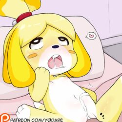 2018 ahe_gao animal_crossing blush canine canine cum cumshot ejaculation fur hanage1 heart isabelle_(animal_crossing) looking_pleasured looking_up mammal multicolored_fur nintendo open_mouth orgasm penis saliva shih_tzu signature spread_legs spreading tongue two_tone_fur video_games