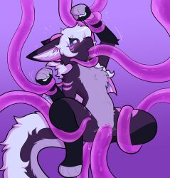 2025 anthro anthro_penetrated arms_tied blush bodily_fluids bound chest_tuft countershading emanata female genital_fluids gradient_background hair hi_res inner_ear_fluff mammal markings oral oral_penetration penetration pink_tentacles qtipps sex shawaterasu simple_background solo_focus striped_markings stripes tail tentacle tentacle_in_mouth tentacle_in_pussy tentacle_penetration tentacle_sex translucent translucent_tentacles tuft vaginal_fluids vaginal_penetration white_hair
