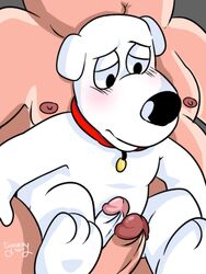 anthro brian_griffin canine collar duo erection family_guy hi_res human human_on_anthro humanoid_penis interspecies male male_only mammal nipples nude overweight penis peter_griffin syaokitty yaoi