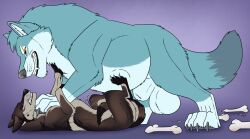 ambiguous_feral ambiguous_gender animal_genitalia balls bared_teeth belly big_balls big_belly black_nose blue_balls blue_body blue_fur blue_sheath bone brown_body brown_fur canid canine canis duo eye_contact fangs feral fortis_(fortiswolf) fully_sheathed fur genitals gradient_background grey_body grey_fur grey_nose hi_res killthe_demon looking_at_another lying male male_feral mammal on_back pink_eyes purple_eyes sheath side_view simple_background teeth thick_sheath vero_(killthe_demon) wolf yellow_sclera