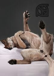 anus ass bed canine cosmiclife female feral flat_chested hi_res hindpaw lying mammal pawpads paws pinup pose presenting presenting_anus presenting_pussy pussy raised_tail semi-anthro solo spread_legs spreading teeth wolf