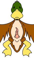 Anatomically Correct Genitalia Rule 34 Image