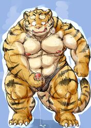 1boy 2015 barazoku blush clothing erection feline front_view full_portrait handjob humanoid_penis kemono kotobuki male male_only mammal masturbation muscular obese overweight penis precum sex simple_background solo speedo standing steam sweat swimsuit tiger uncut