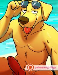 2018 anatomically_correct anatomically_correct_penis animal_genitalia animal_penis anthro bedroom_eyes bojack_horseman canine canine_penis erection eyewear fur half-closed_eyes hi_res knot labrador lock-wolf looking_at_viewer male male_only mammal mr._peanutbutter naughty_face nude penis seductive smile solo sunglasses text tongue tongue_out url yellow_fur