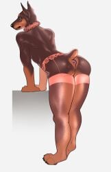 anthro anus ass bent_over brown_body canid canine canis choker clothing collar dobermann domestic_dog femboy garter_belt garter_straps hi_res jetraraven jewelry legwear lingerie looking_back male mammal necklace pinscher presenting presenting_hindquarters rear_view ruffled_collar simple_background solo stockings thick_thighs thigh_highs white_background