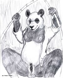 2009 bamboo bear bottomless breasts clitoris clothed clothing dharken female looking_at_viewer mammal panda pussy sketch solo spread_legs spreading