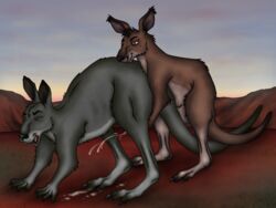 anatomically_correct animal_genitalia animal_penis balls cum female feral feral_masturbation feral_on_feral grey_kangaroo handjob invalid_tag kangaroo looking_pleasured male mammal marsupial marsupial_penis outside penis pouch reach_around red_kangaroo sex tapering_penis wambiri