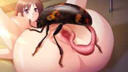 breasts brown_hair bug censored chiba_tetsutarou insects interspecies penis vagina zoophilia