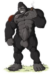 2018 abs anthro ape balls big_balls big_penis blue_eyes cigar erection gojho gorilla male male_only mammal muscular nipple_piercing nipples nude penis piercing primate solo solo_male tattoo