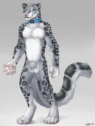 2017 4_toes 5_fingers animal_genitalia anthro athletic athletic_anthro athletic_male balls black_lips blue_eyes body_hair chest_tuft claws collar collar_only digital_media_(artwork) digitigrade feet felid finger_claws fingers fluffy fluffy_tail fur genitals gradient_background grey_background grey_body grey_fur happy_trail hi_res leopard_spots lips long_tail looking_at_viewer male mammal mike_(artist) neck_tuft nude pantherine pawpads paws pink_nose pink_pawpads shaded sheath signature simple_background smile snow_leopard soft_shading solo spots standing tail toe_claws toes tuft whisker_spots white_body white_claws white_fur