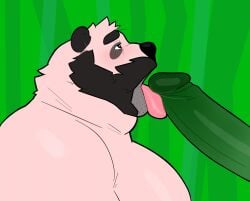 anthro beard big_cock chubby gay green_skin licking_penis looking_up milkblend panda simple_background tongue_out