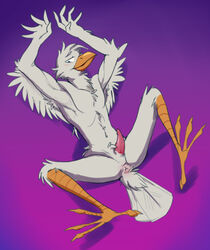 anthro anus avian bird lewdbird lying male_only penis vulgarstarling vusta